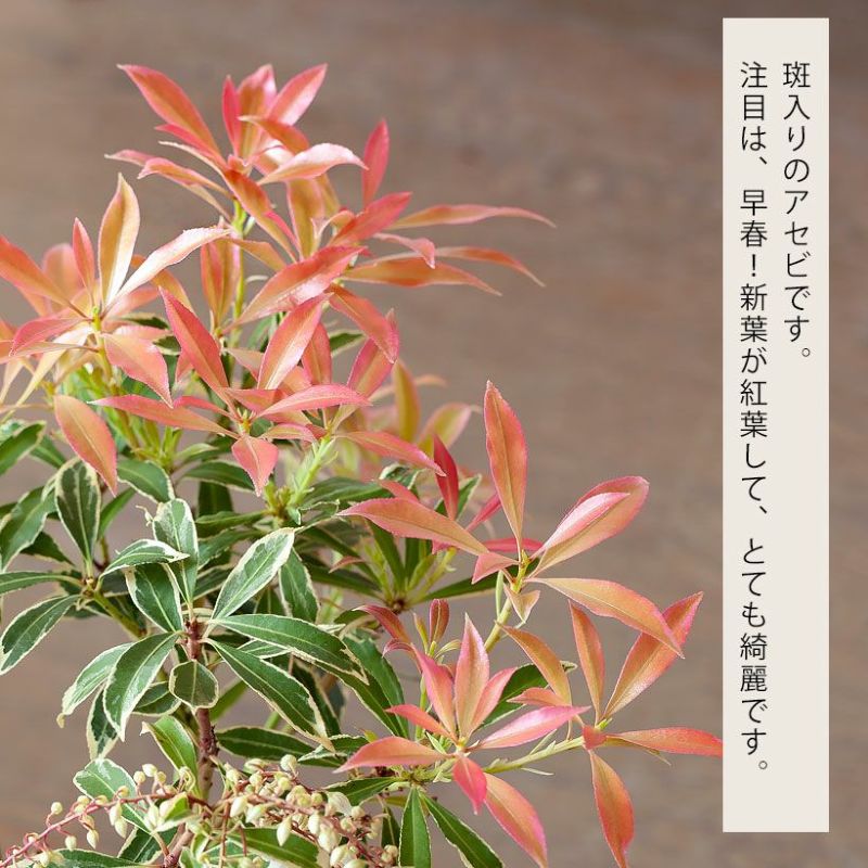 楽天市場】斑入りアセビ「フレーミングシルバー」植木苗 花 庭木