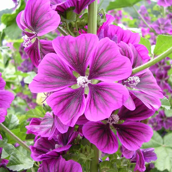 楽天市場】マロウの通販