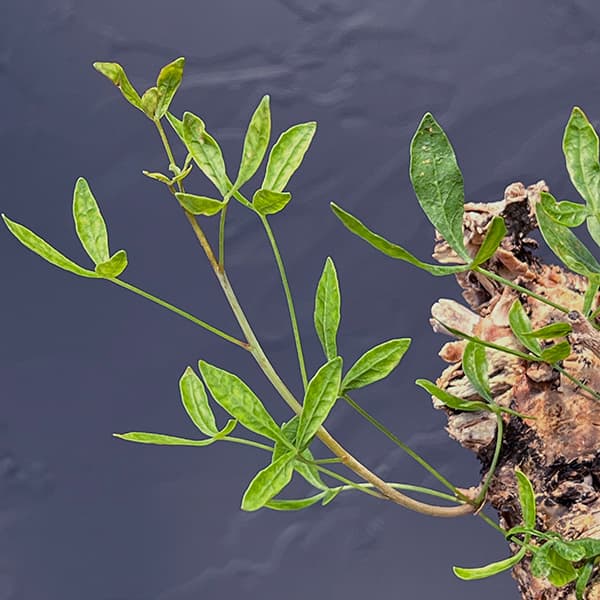 楽天市場】観葉植物/コミフォラ：フォリアセア（発根済み） 4号鉢植え