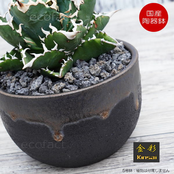 楽天市場】陶器鉢 植木鉢 5号 丸型 金彩 ゴールド/ブラック おしゃれ