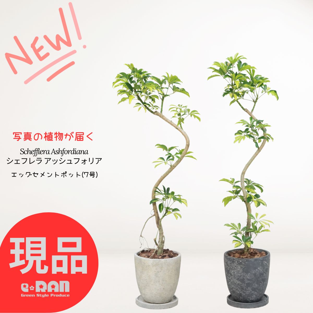 楽天市場】ヒメヤシの通販