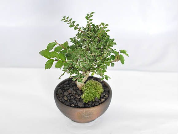 楽天市場】盆栽 けやき 欅 ミニ盆栽 初心者 紅葉 金芽八房 かわいい