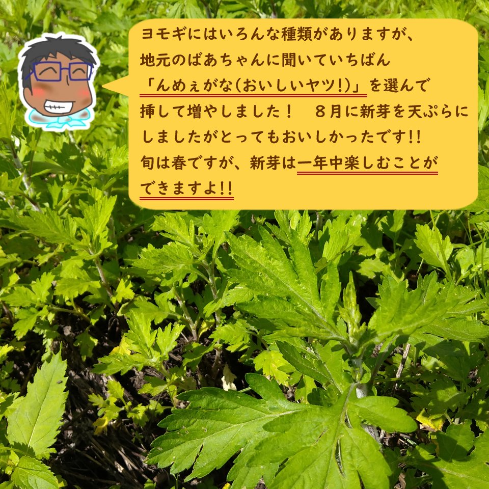 楽天市場】【 新芽が伸び始めてます！】ヨモギ 苗 苗木 9cmポット【10