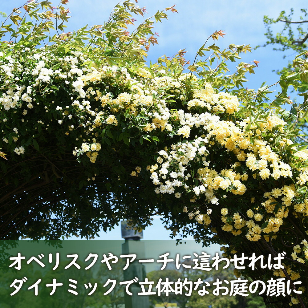 楽天市場】選べる モッコウバラ 苗 苗木 9cmポット 樹高約30cm 黄色 白