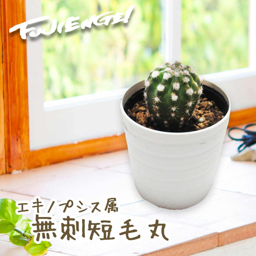 楽天市場】サボテン エキノプシス属 【 無刺短毛丸 ( むしたんげまる