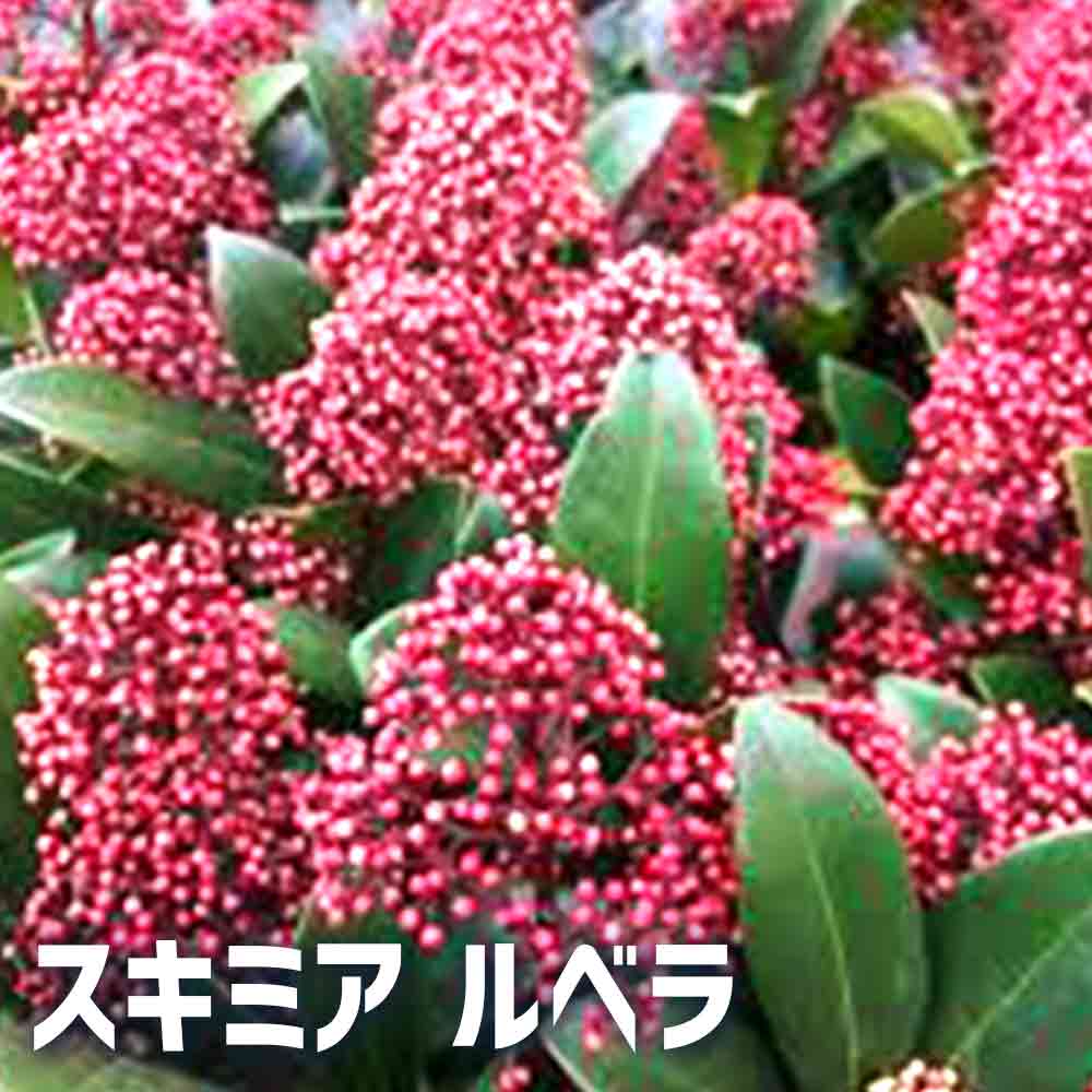 楽天市場】【送料無料】スキミア ルベラ 花苗 3号ポット Skimmia