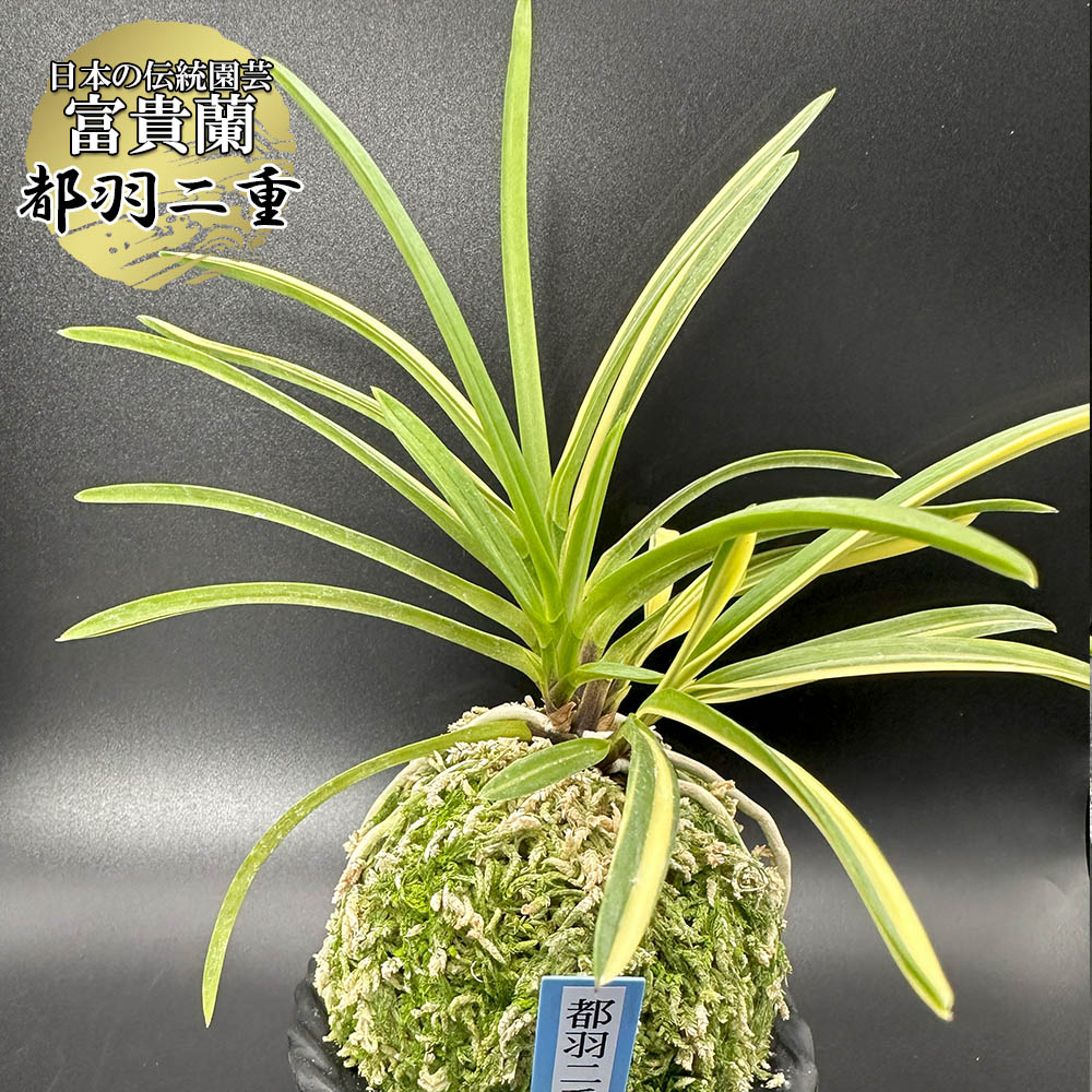 楽天市場】【店内全品2個同時購入10％OFFクーポン配布中】 富貴蘭 都羽