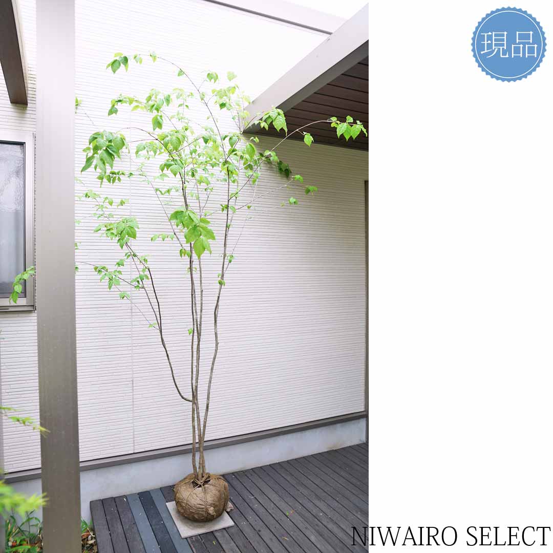 楽天市場】【現品】【ツリバナマユミ】 ニシキギ科 株立ち 自然風樹形