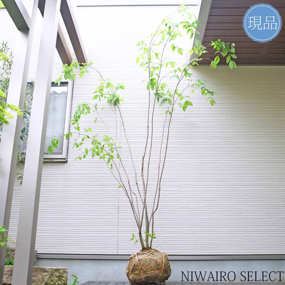 楽天市場】【現品】【ツリバナマユミ】 ニシキギ科 株立ち 自然風樹形