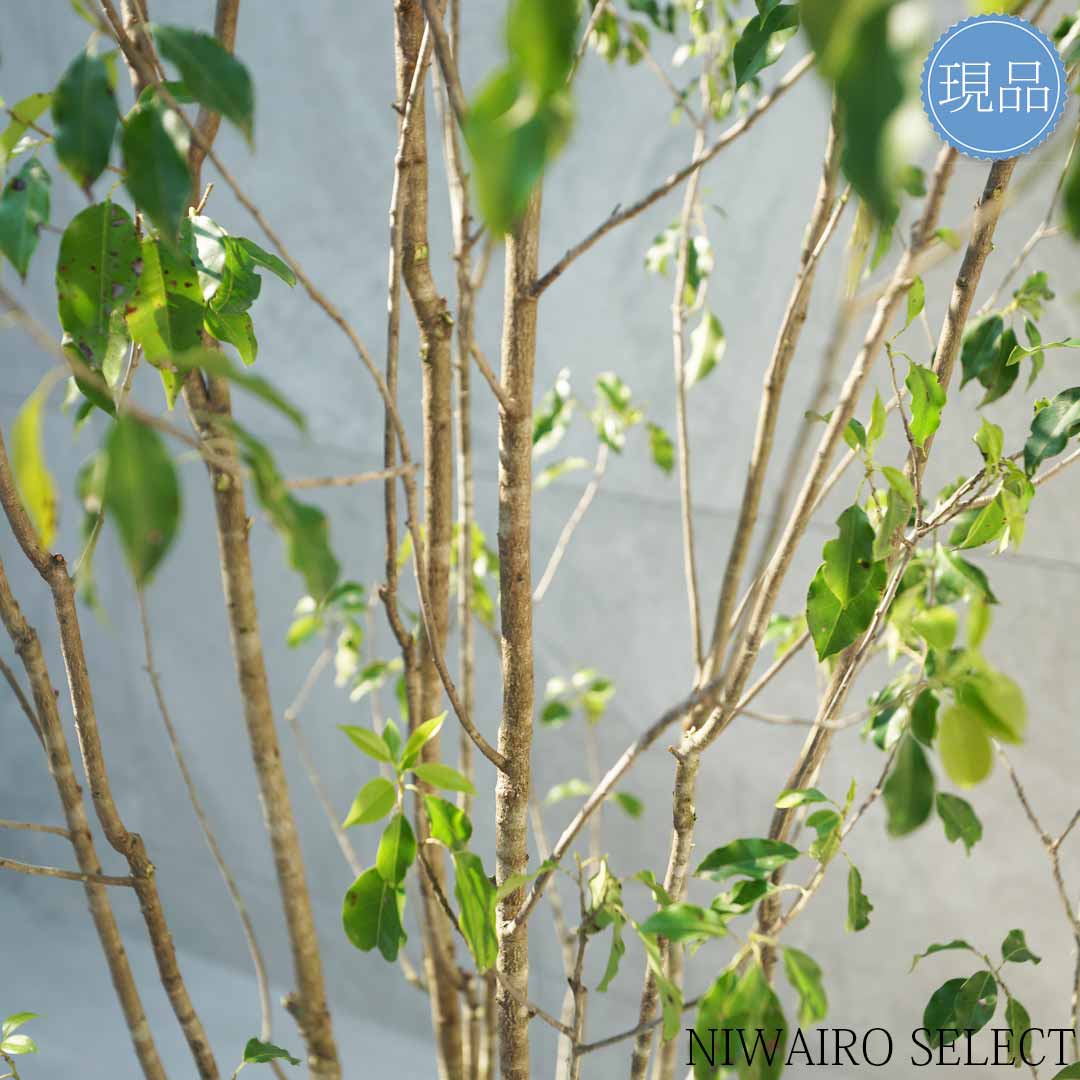 楽天市場】【現品】【ソヨゴ】株立ち 自然風樹形 雌雄不明 樹高H≒210