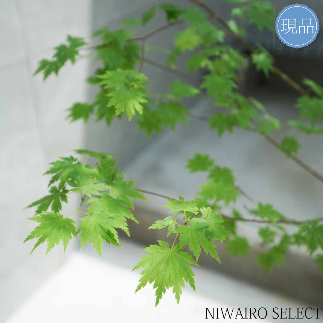 楽天市場】【現品】山採り【ヒナウチワカエデ】雛団扇楓 株立ち 自然風
