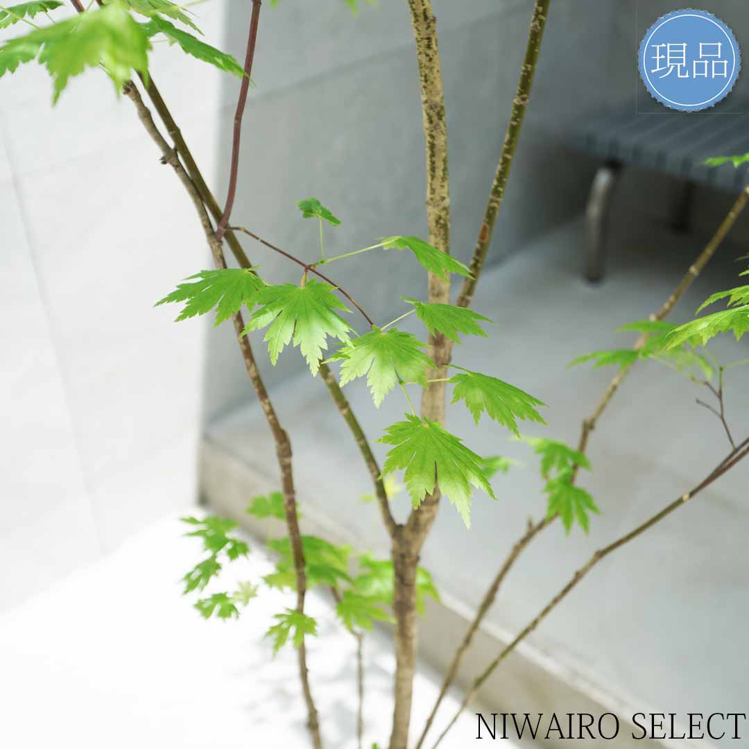 楽天市場】【現品】山採り【ヒナウチワカエデ】雛団扇楓 株立ち 自然風
