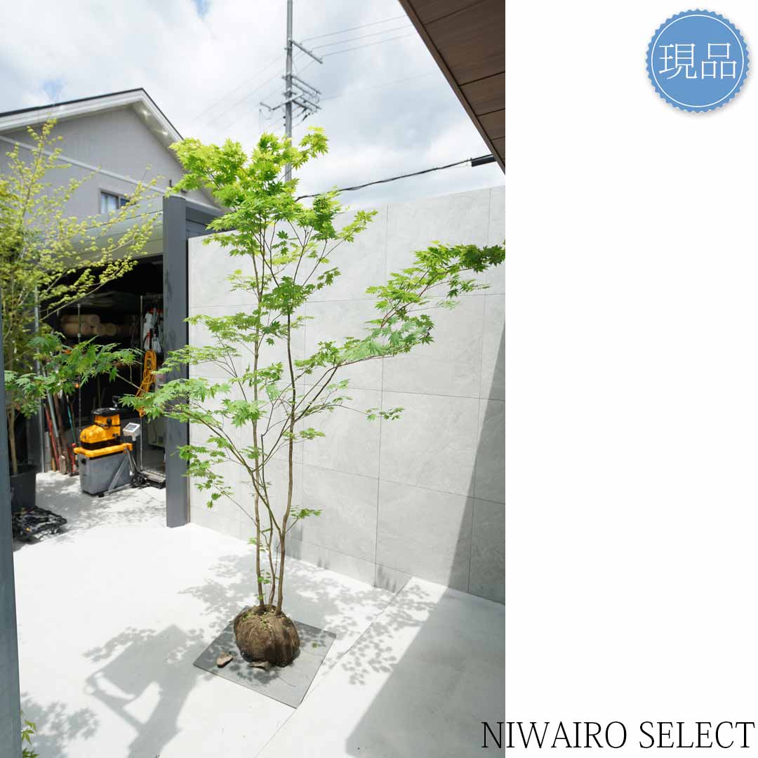 楽天市場】【現品】山採り【ヒナウチワカエデ】雛団扇楓 株立ち 自然風