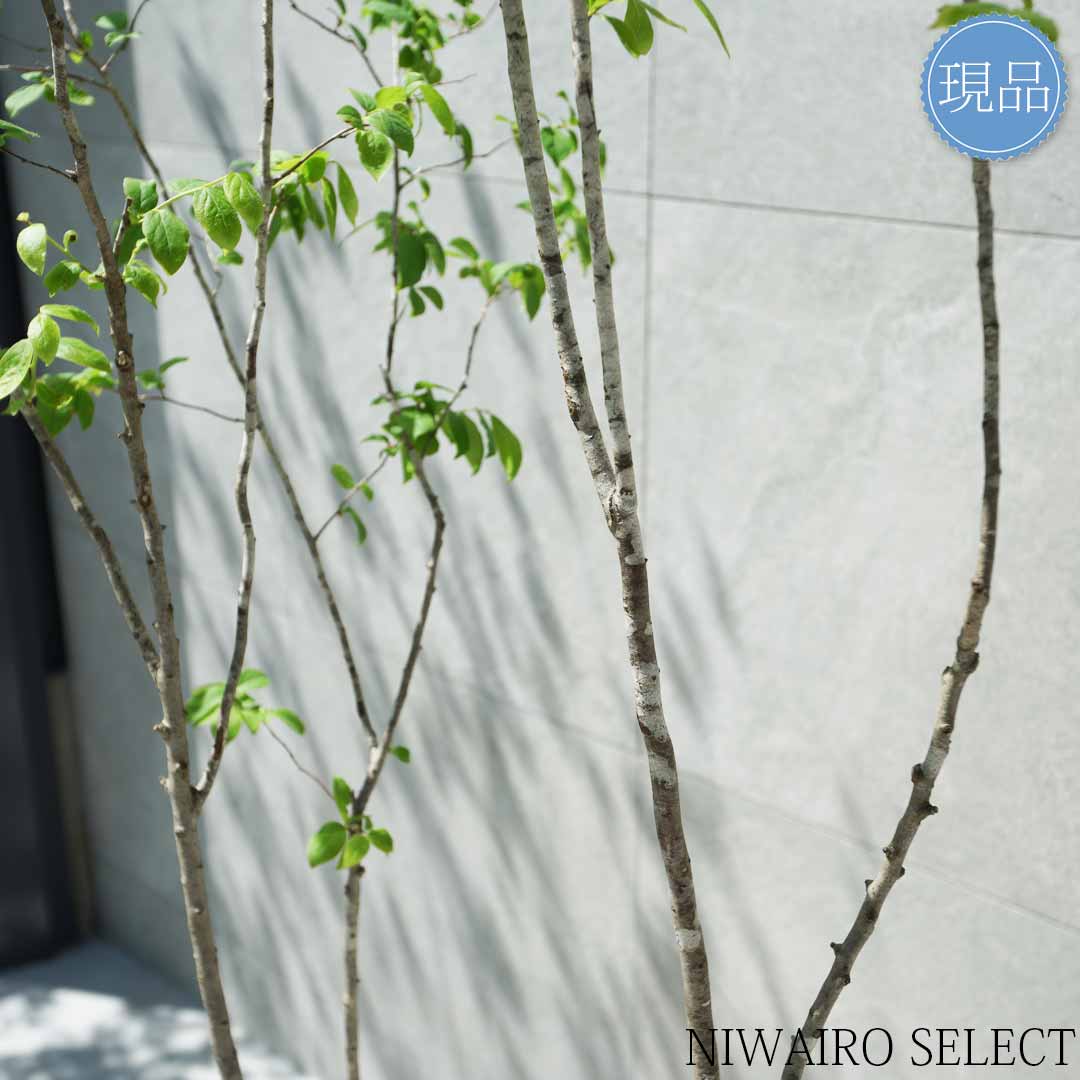 楽天市場】【現品】山採り【ナツハゼ】夏櫨 株立ち 自然風樹形 樹高H