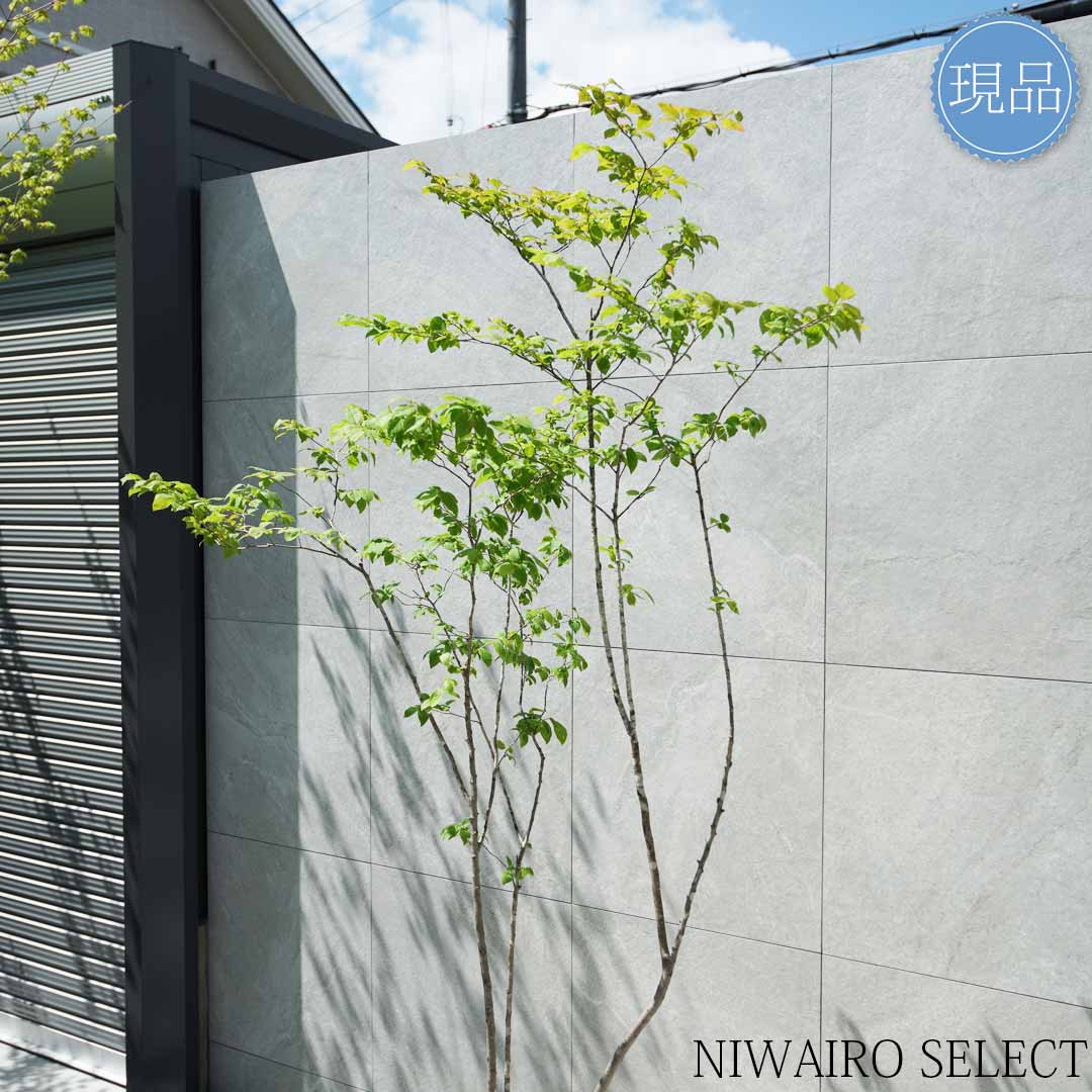 楽天市場】【現品】山採り【ナツハゼ】夏櫨 株立ち 自然風樹形 樹高H