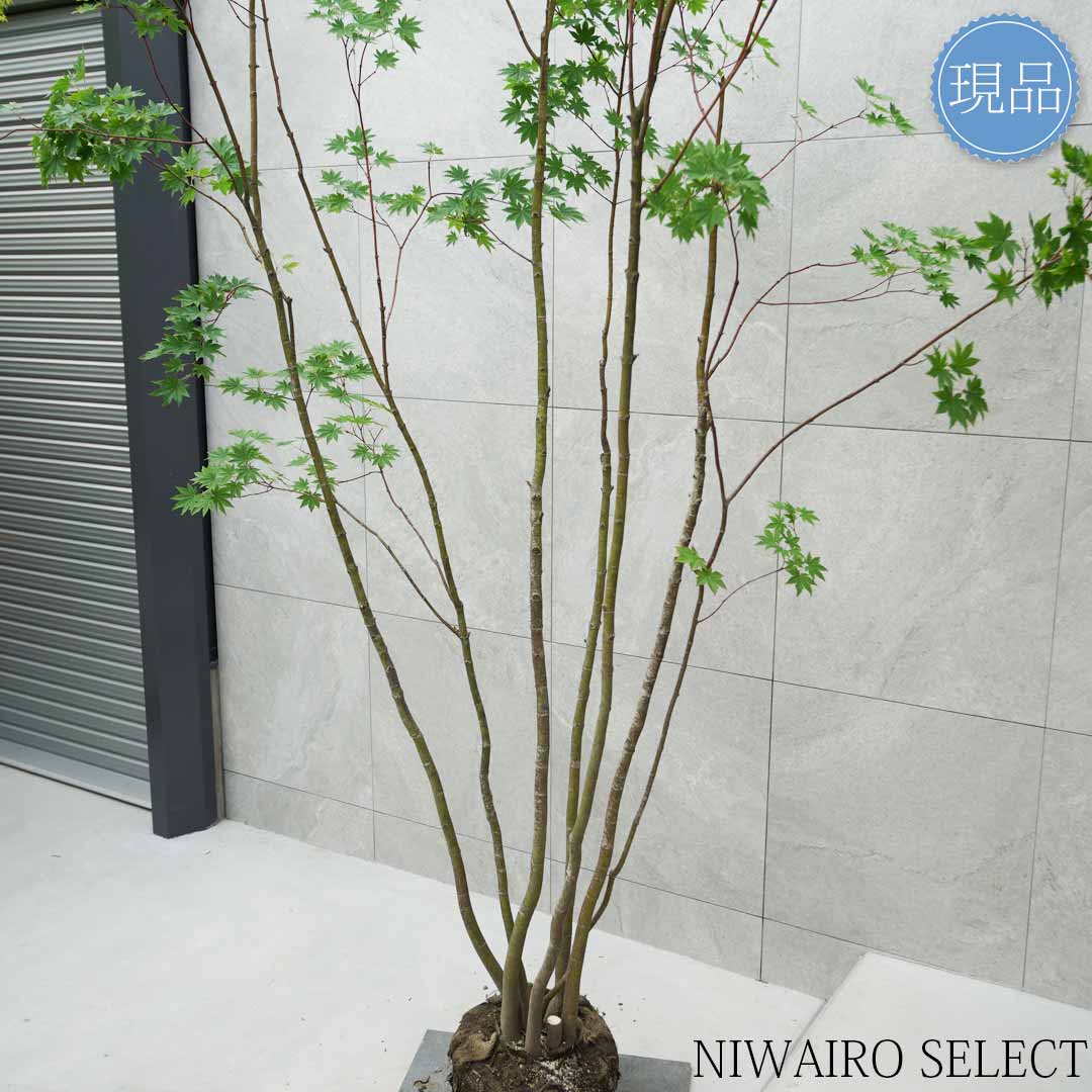 楽天市場】【現品】【コハウチワカエデ】楓 株立ち 自然風樹形 樹高H