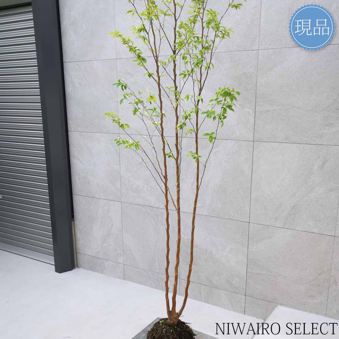 楽天市場】【現品】【ヒメシャラ】姫沙羅 本株立ち 自然風樹形 樹高H