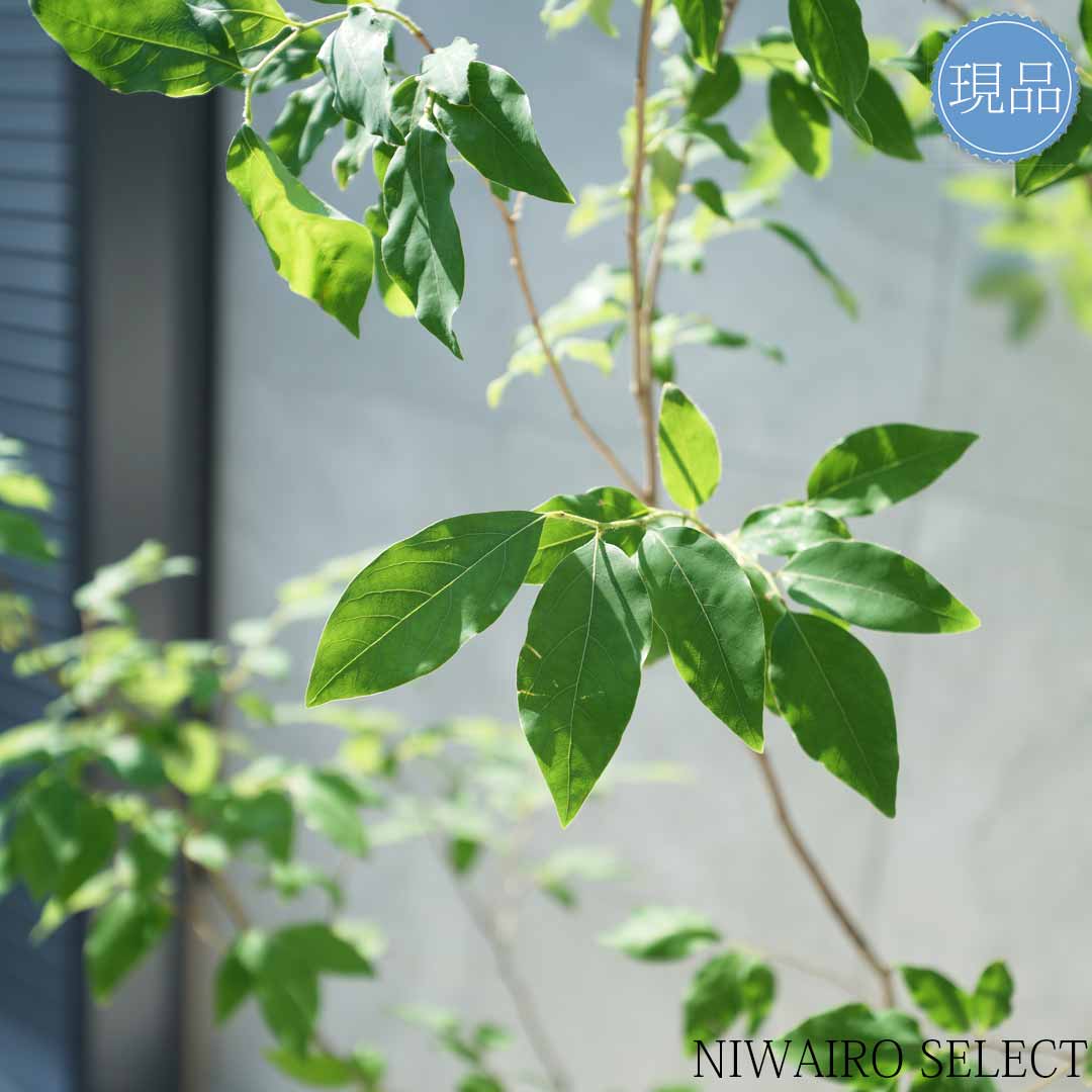 楽天市場】【現品】【ヤマコウバシ】山香ばし 株立ち 自然風樹形 樹高H