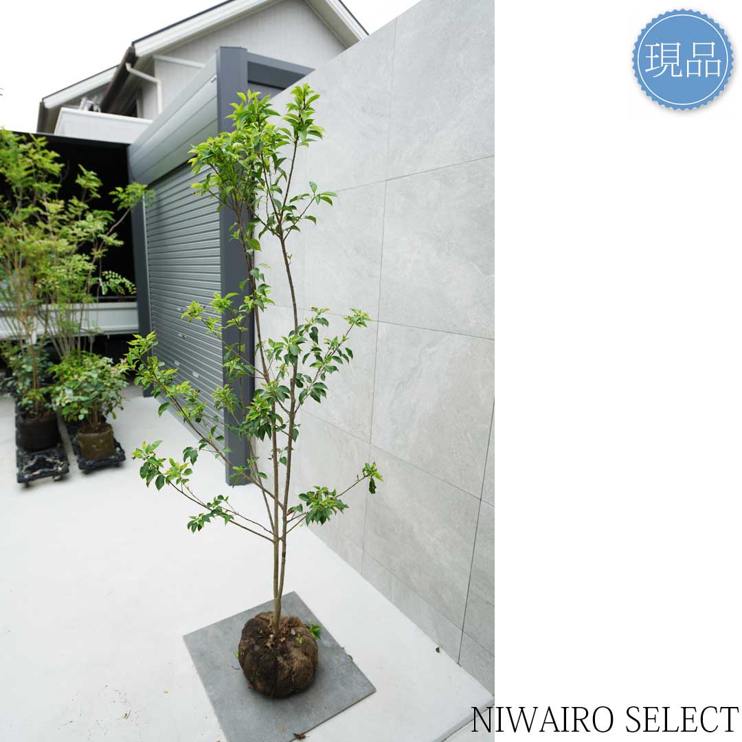 楽天市場】【現品】【ソヨゴ】本株立ち 自然風樹形 雌株 樹高H≒195