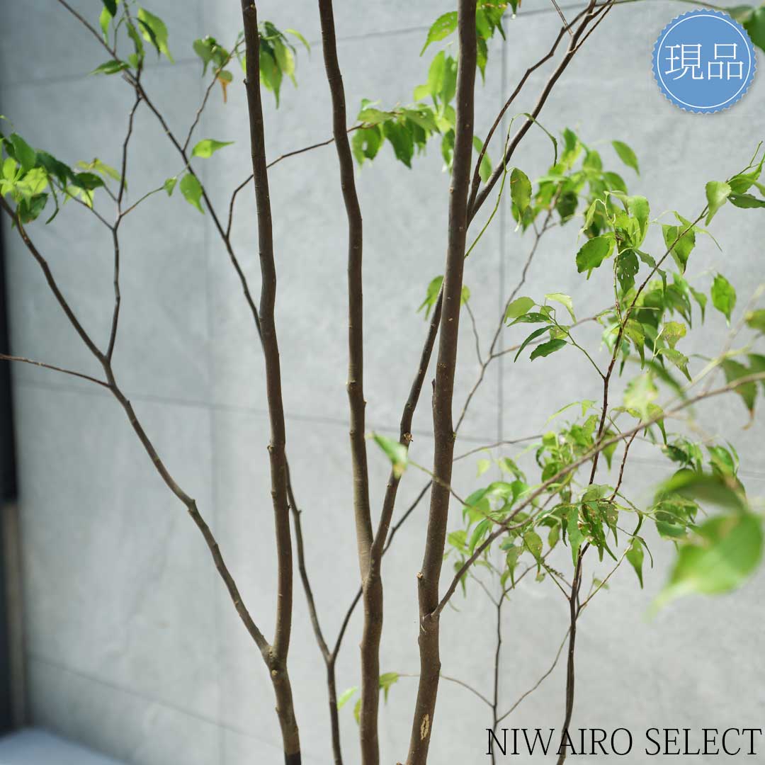 楽天市場】【現品】山採り【ハイノキ】株立ち 自然風樹形 樹高H≒185