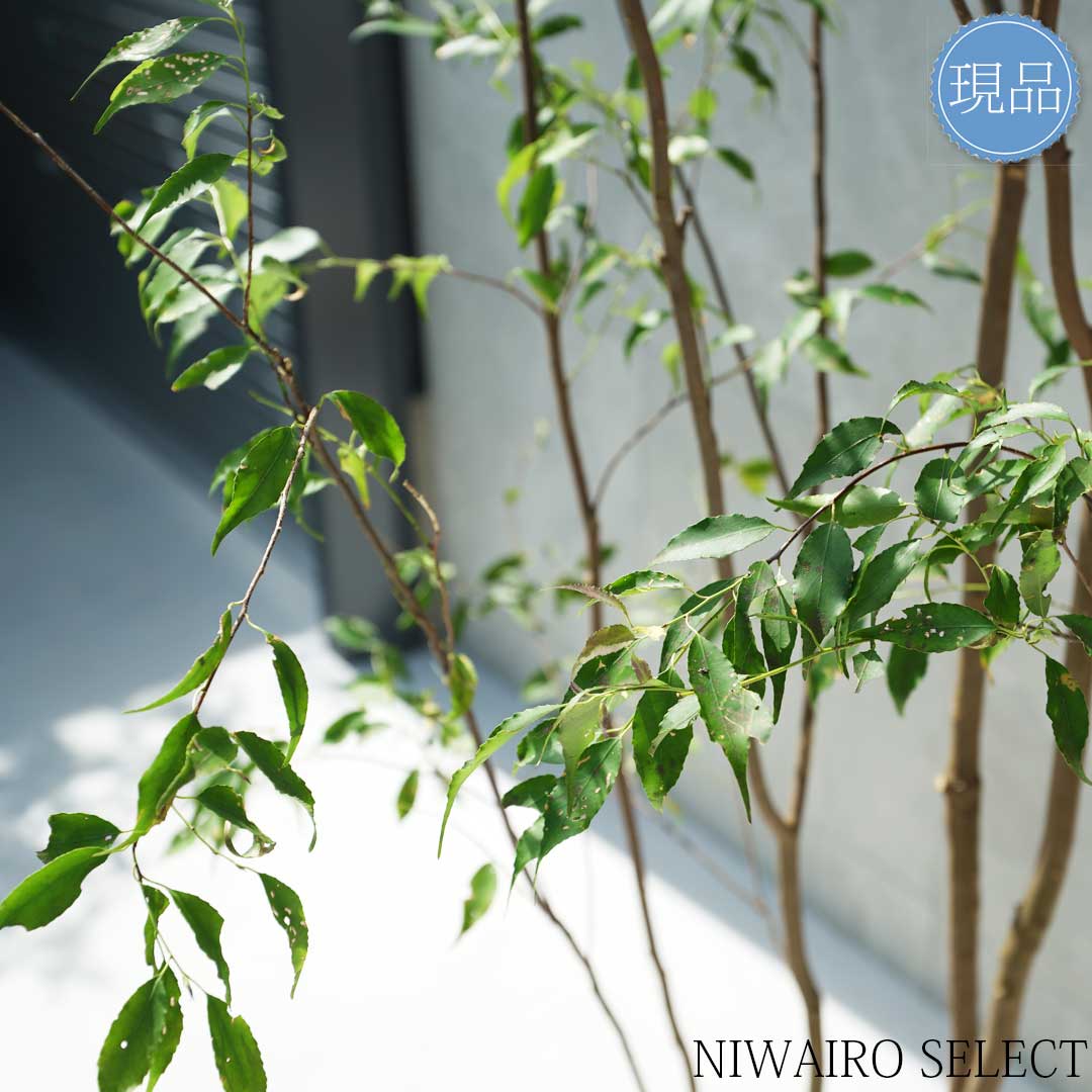 楽天市場】【現品】山採り【ハイノキ】株立ち 自然風樹形 樹高H≒285