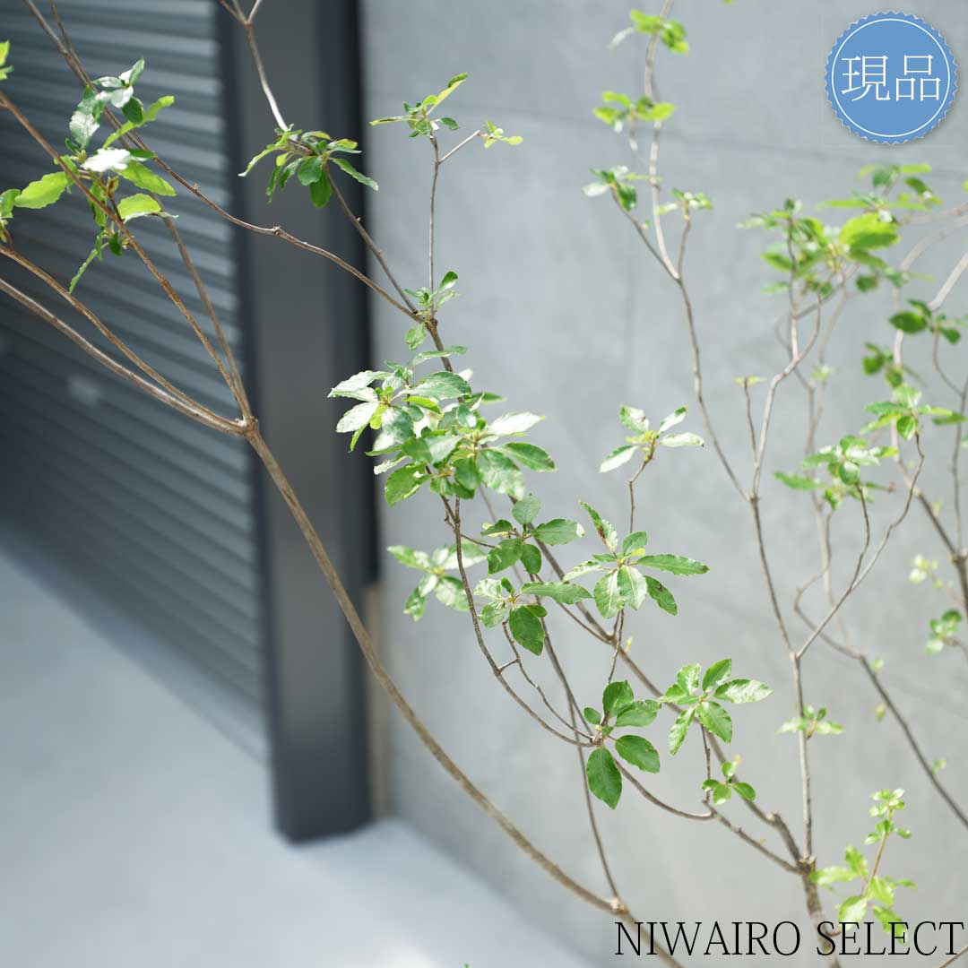 楽天市場】【現品】山採り【バイカツツジ】バイカドウダンツツジ 梅花