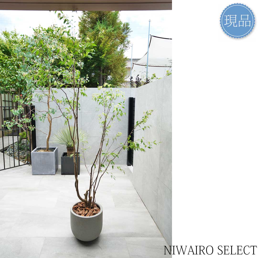 楽天市場】【現品】鉢植え【ハイノキ】本株立ち 自然風樹形 全高H≒230