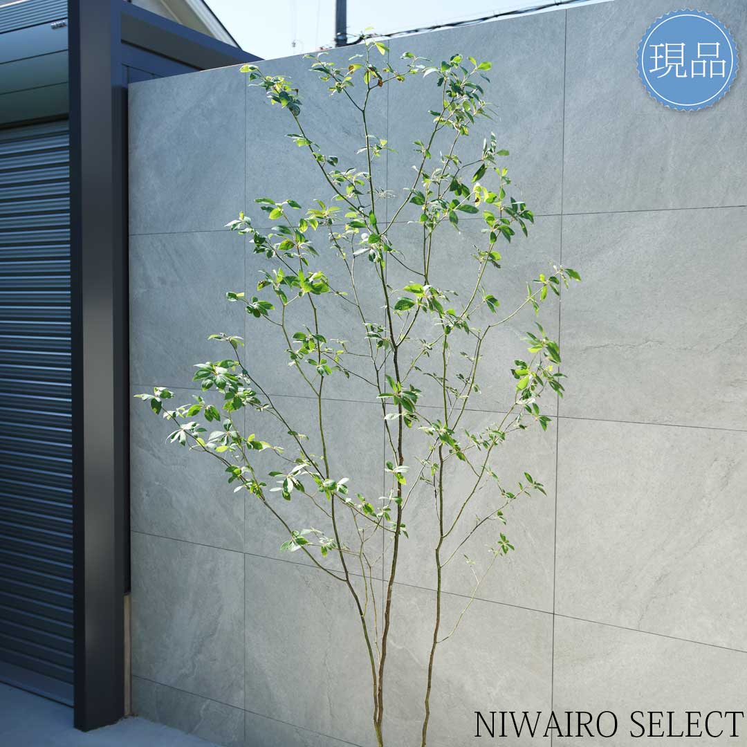 楽天市場】【現品】山採り【クロモジ】黒文字 株立ち 自然風樹形 樹高H