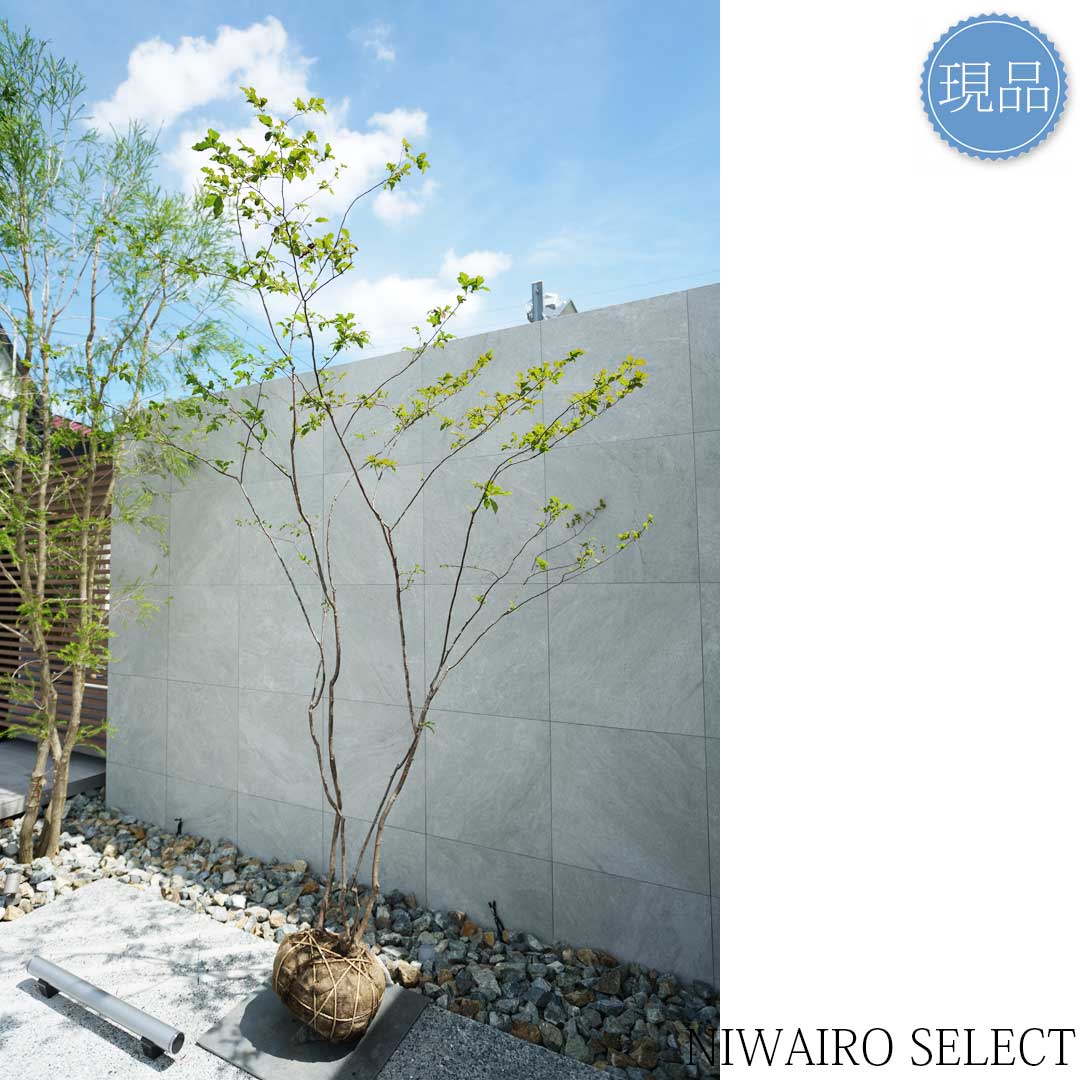 楽天市場】【現品】山採り【特大ナツハゼ】夏櫨 株立ち 自然風樹形