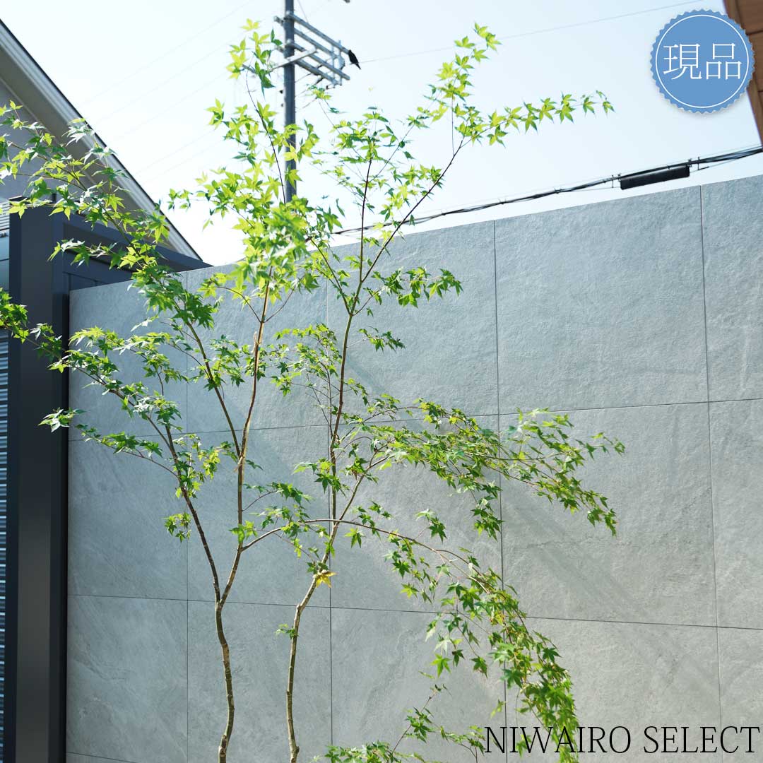 楽天市場】【現品】山採り【イロハモミジ】紅葉 株立ち 自然風樹形