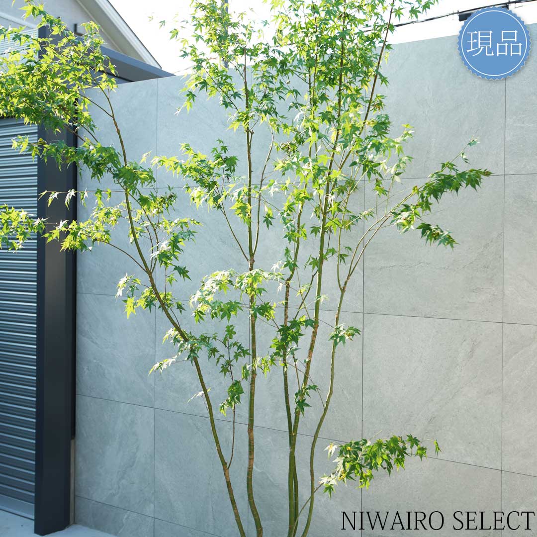 楽天市場】【現品】山採り【イロハモミジ】紅葉 株立ち 自然風樹形