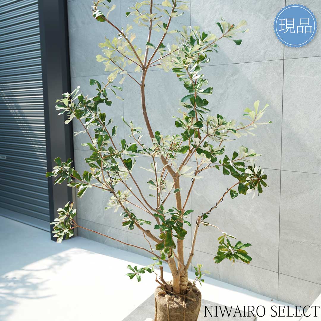 楽天市場】【現品】【バンクシア】コーストバンクシア オージー