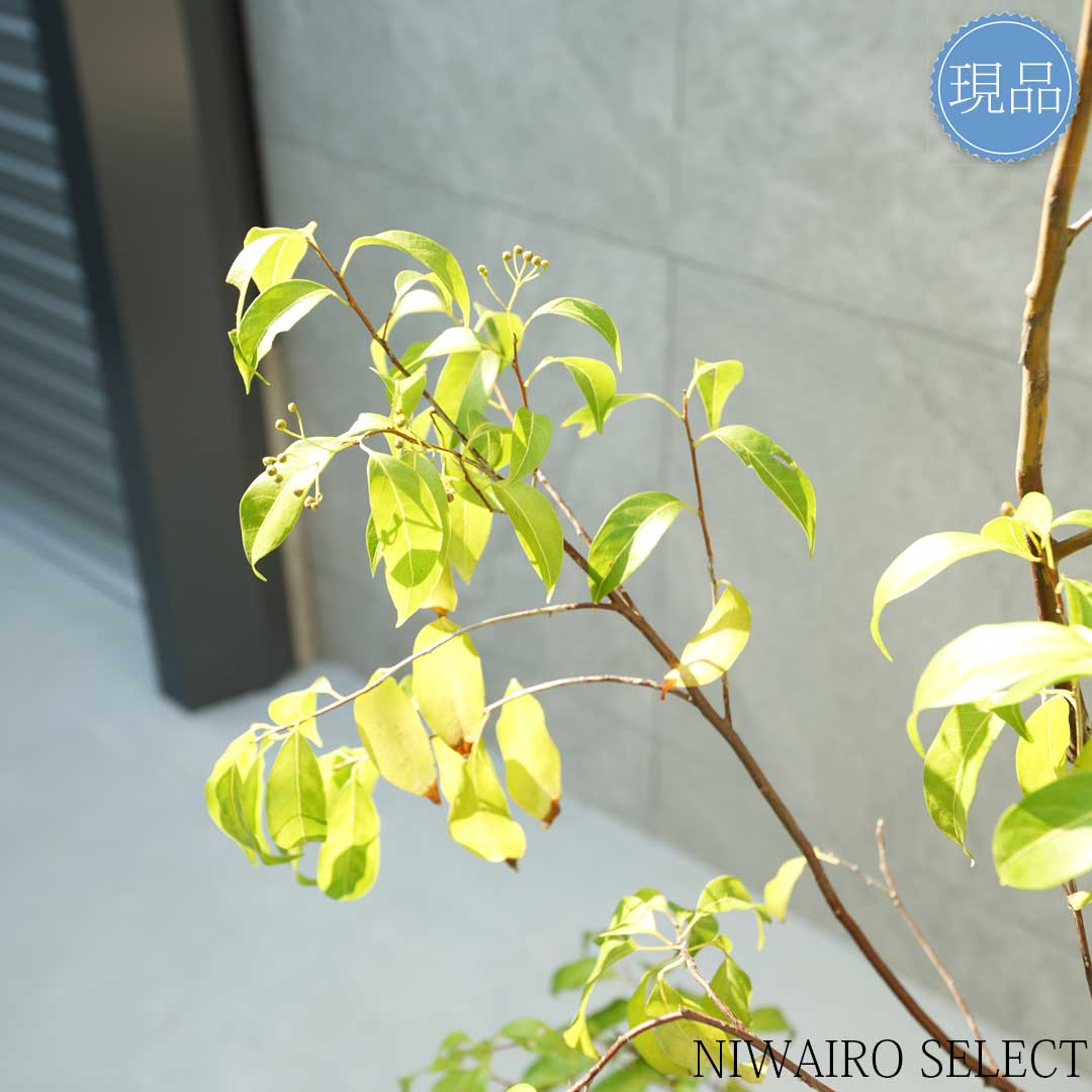 楽天市場】【現品】【常緑エゴノキ】トキワエゴノキ 常盤 株立ち 自然