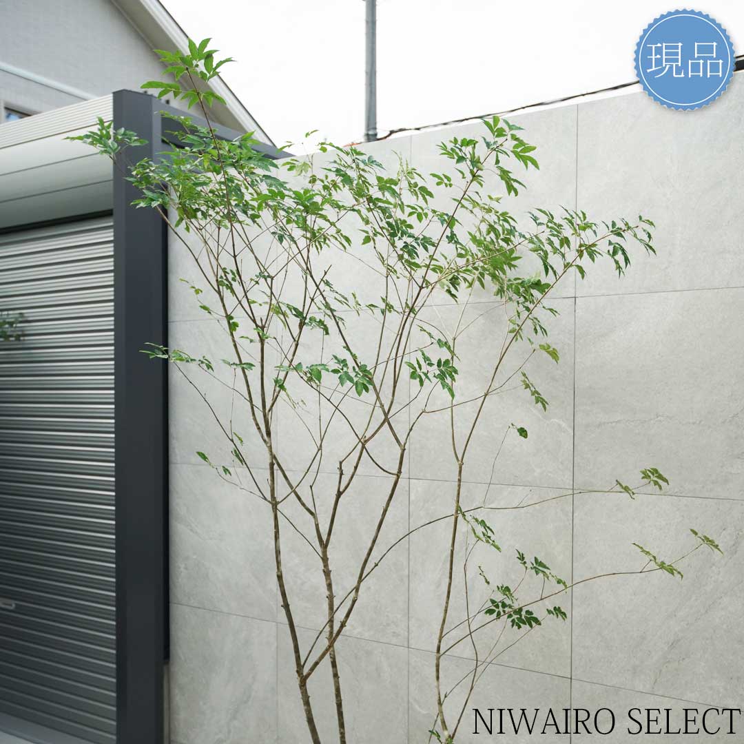 楽天市場】【現品】山採り【アオダモ】本株立ち 自然風樹形