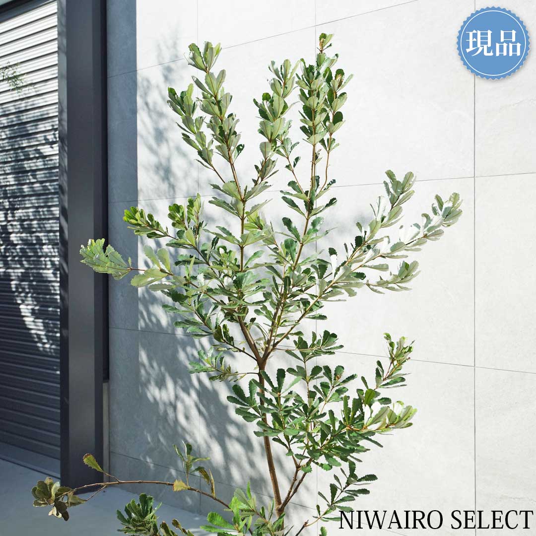 楽天市場】【現品】【バンクシア】コーストバンクシア オージー