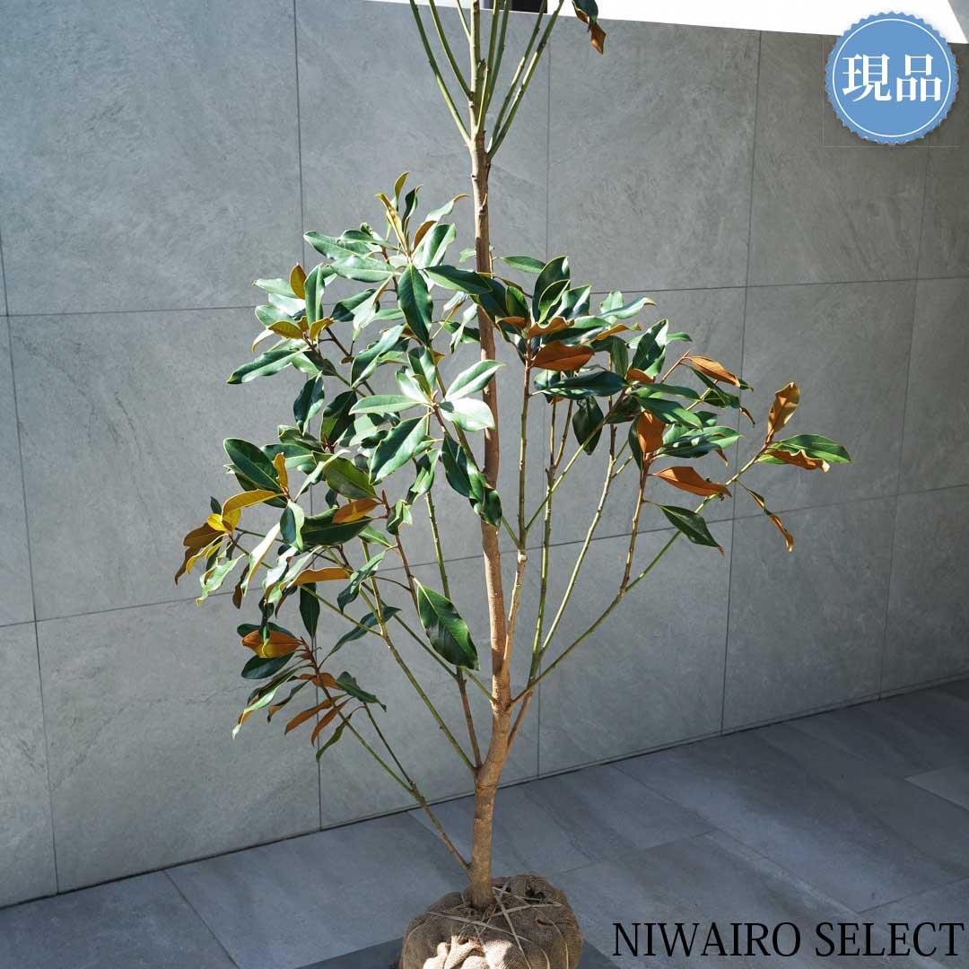 楽天市場】【現品】【ケイパレス】タイサンボク 矮性 自然風樹形 樹高H