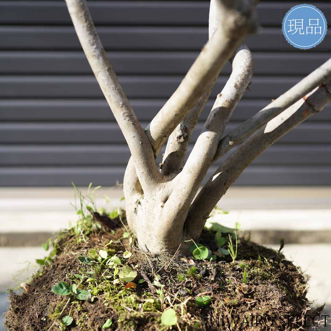 楽天市場】大型 山採り【ドウダンツツジ】本株立ち 自然風樹形 樹高H