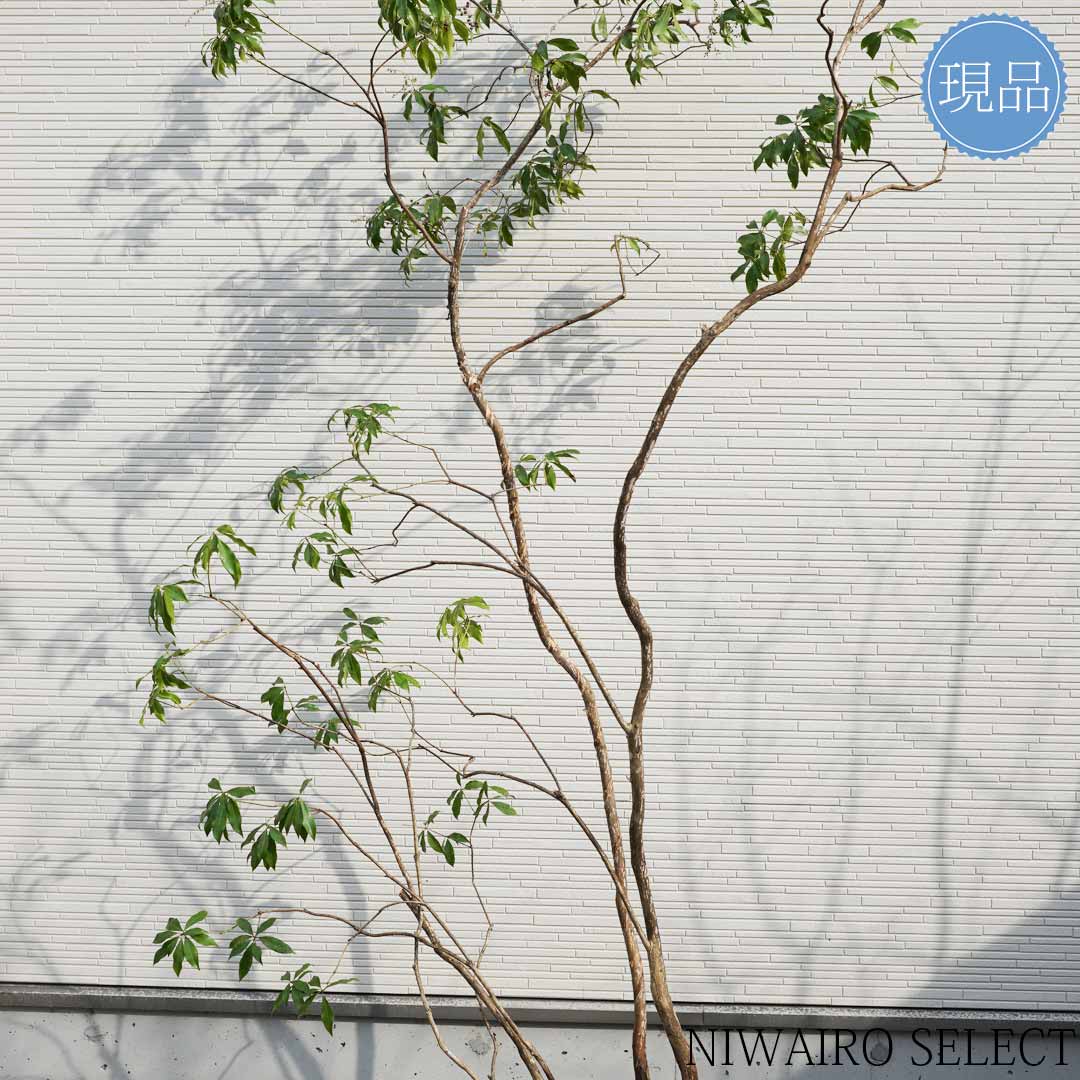 楽天市場】【現品】山採り【大型アセビ】白花 馬酔木 株立ち 自然風樹