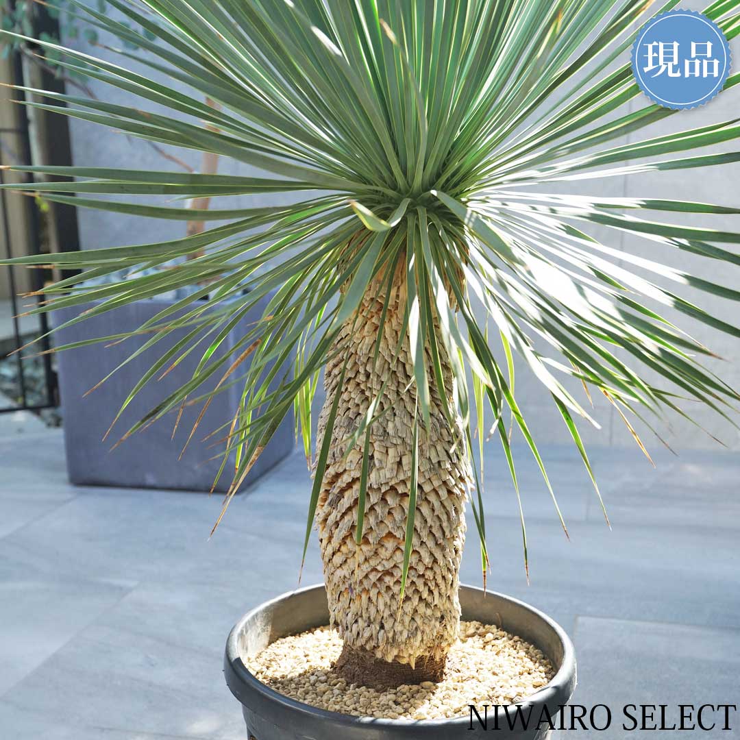 楽天市場】【現品】【 ロストラータ ブルーサンダー】ユッカ 自然風樹