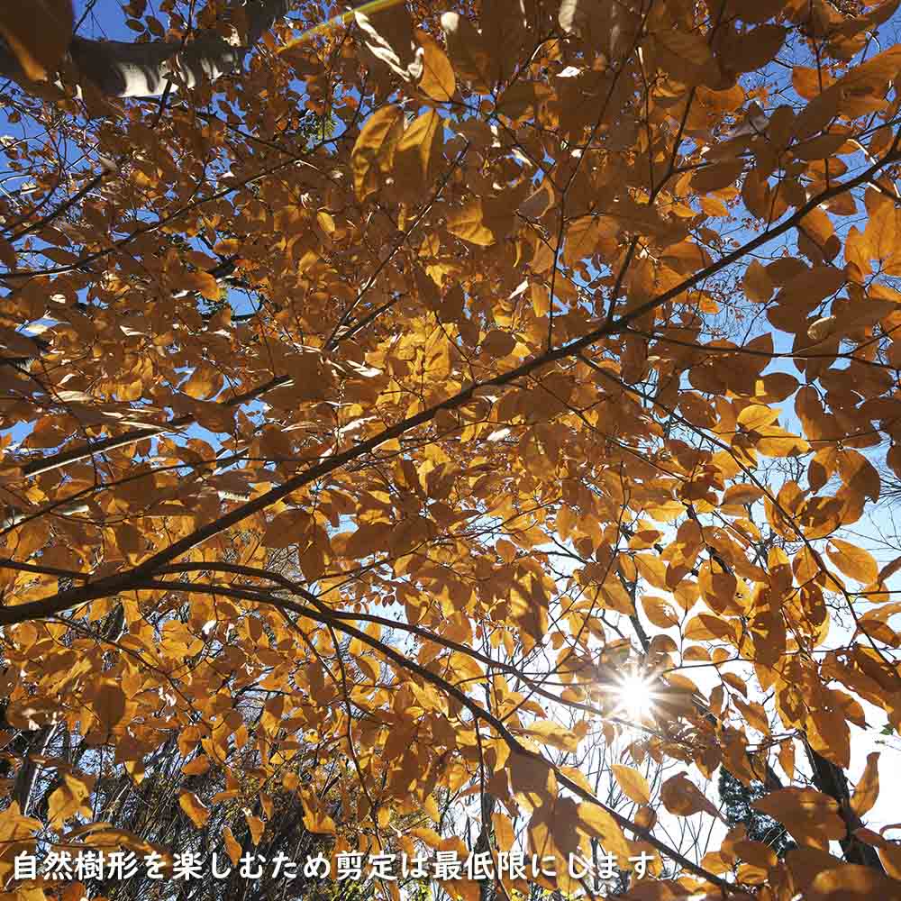 楽天市場】ヤマコウバシ 株立ち 2m 露地 苗木 : トオヤマグリーン