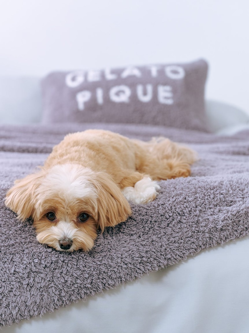 楽天市場】【Sleep】ジェラート マルチカバー gelato pique Sleep