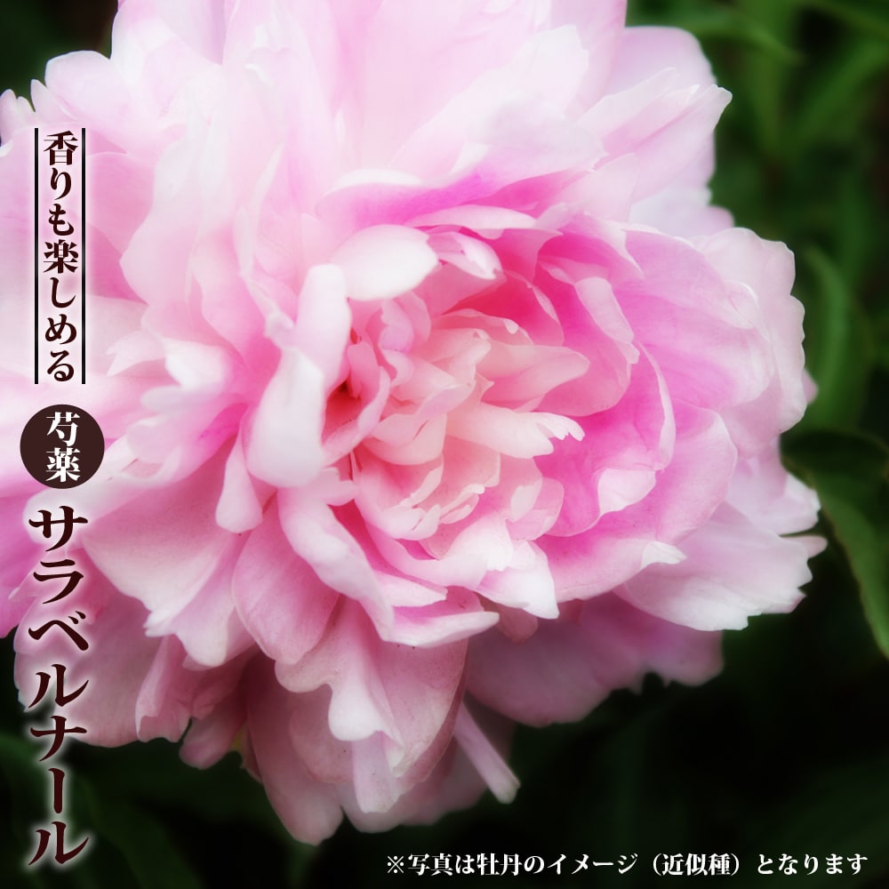 楽天市場】香る巨大輪芍薬 【サラベルナール】 6号スリット鉢植え