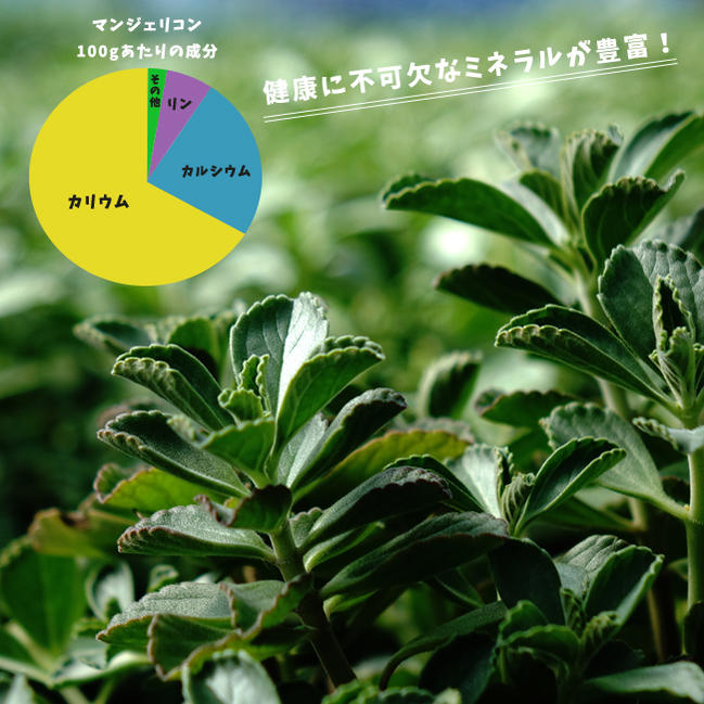 楽天市場】健康ハーブの王様 沖縄マンジェリコン （ポルトジンユ） 3号