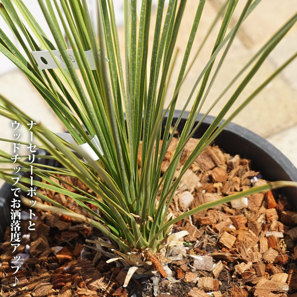 楽天市場】【トンプソニアーナ】ユッカ ナーセリーポット大苗 耐寒性南