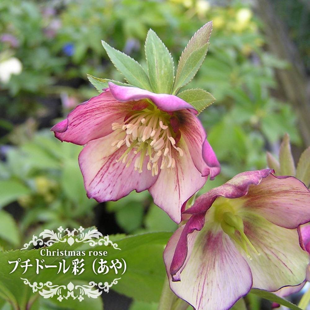 楽天市場】【プチドール 彩（あや）】 一重咲きクリスマスローズ 3号