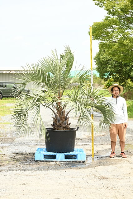 楽天市場】【現品発送】 耐寒性 ヤシ 苗木 【ヤシの木 ココスヤシ 鉢