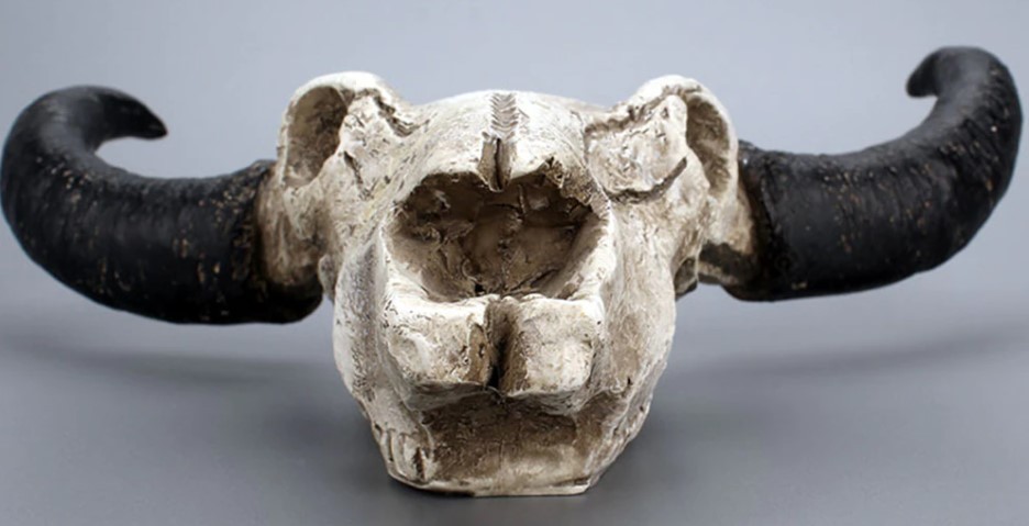 楽天市場】ハンティングトロフィー 牛骨 頭蓋骨 壁掛けアクセサリー