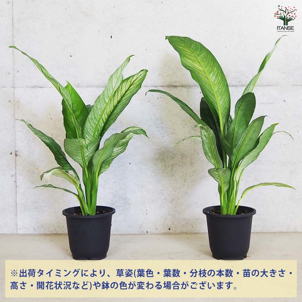 楽天市場】【マラソン☆ポイント5倍】スパティフィラム センセーション