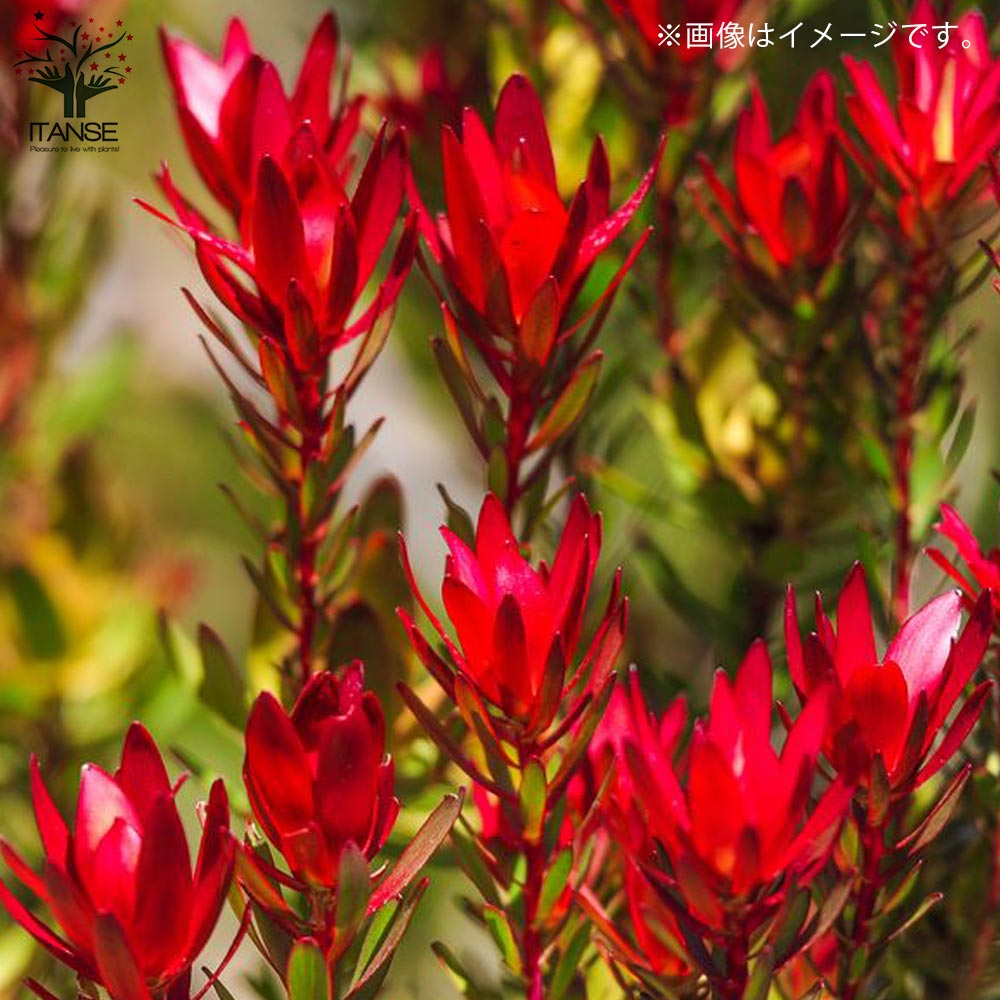 楽天市場】【送料無料】リューカデンドロン レッドデビル 庭木 花木苗