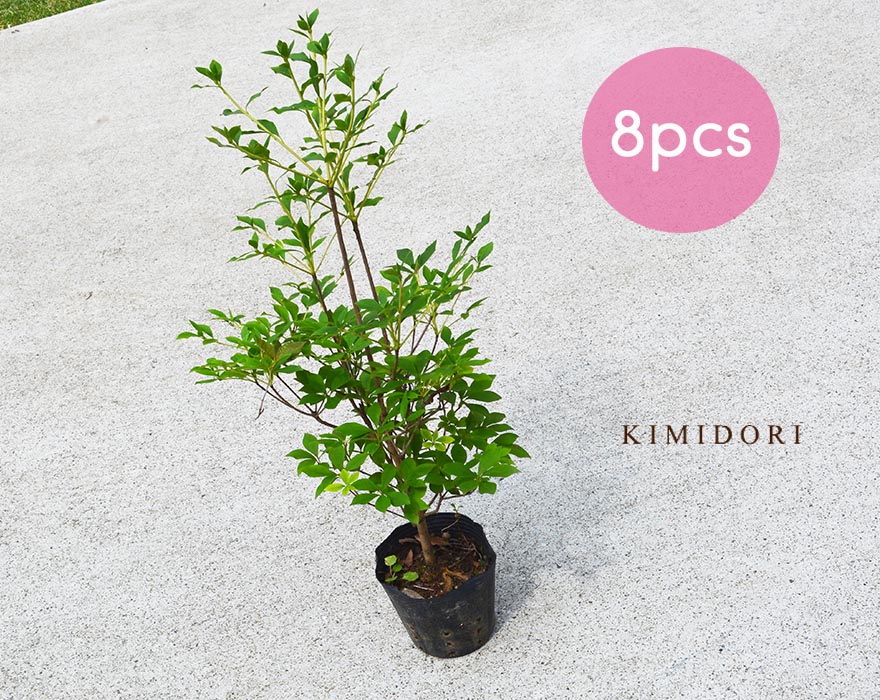 楽天市場】ドウダンツツジ 約50cm 8本セット 低木 植木 庭木